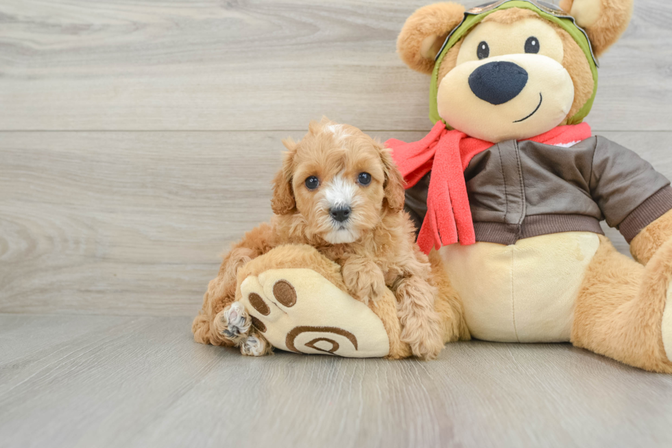 Best Cavapoo Baby