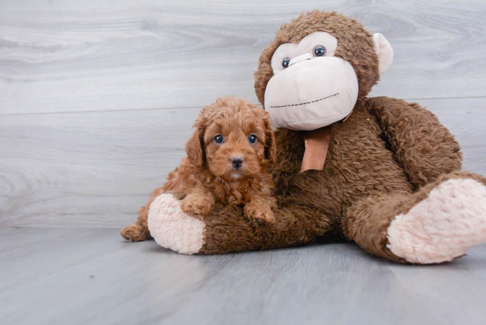 Cute Cavapoo Baby