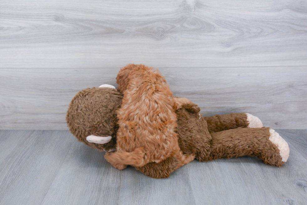 Cavapoo Pup Being Cute