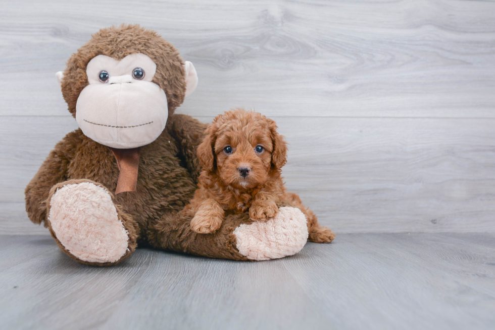 Cavapoo Pup Being Cute