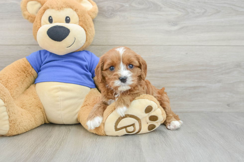 5 week old Cavapoo Puppy For Sale - Premier Pups