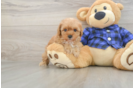 Adorable Cavalier King Charles Spaniel and Poodle Mix Poodle Mix Puppy