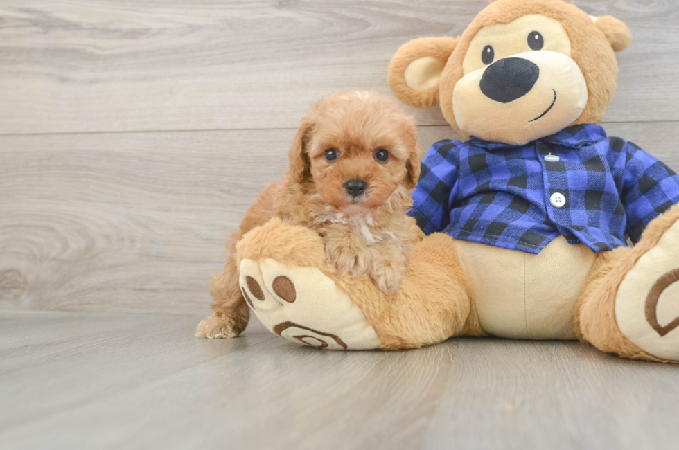 6 week old Cavapoo Puppy For Sale - Premier Pups