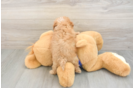 Smart Cavapoo Poodle Mix Pup