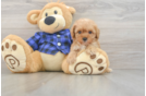 Cavapoo Pup Being Cute