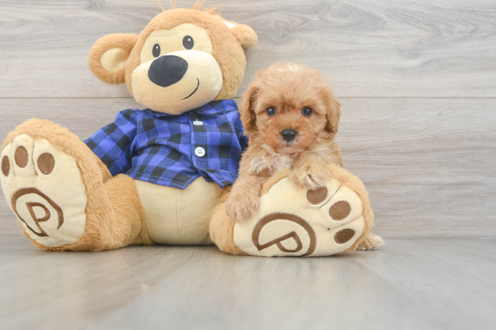 Cavapoo Pup Being Cute