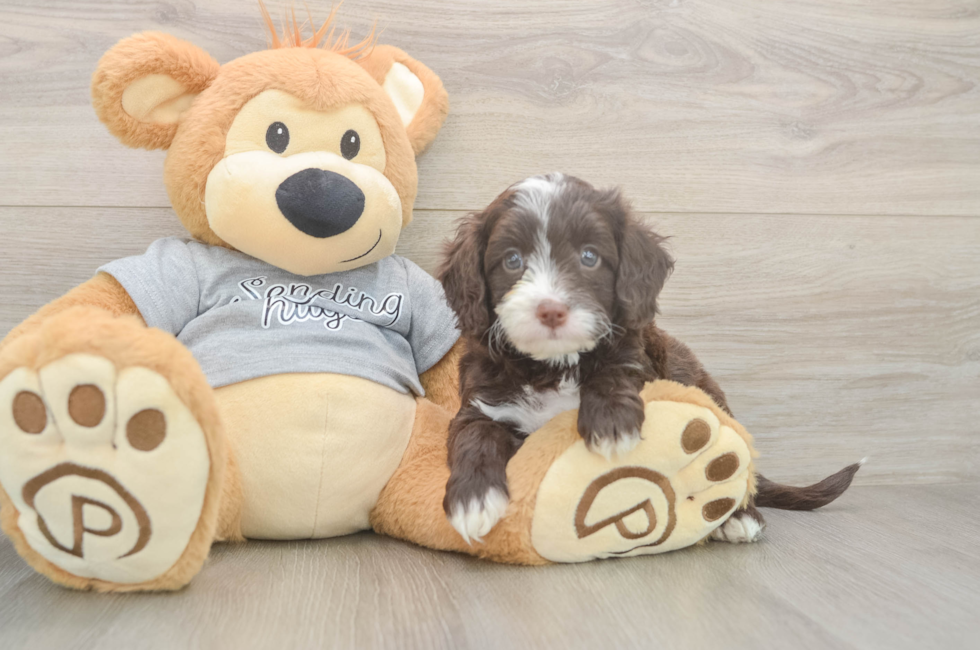 5 week old Cavapoo Puppy For Sale - Premier Pups