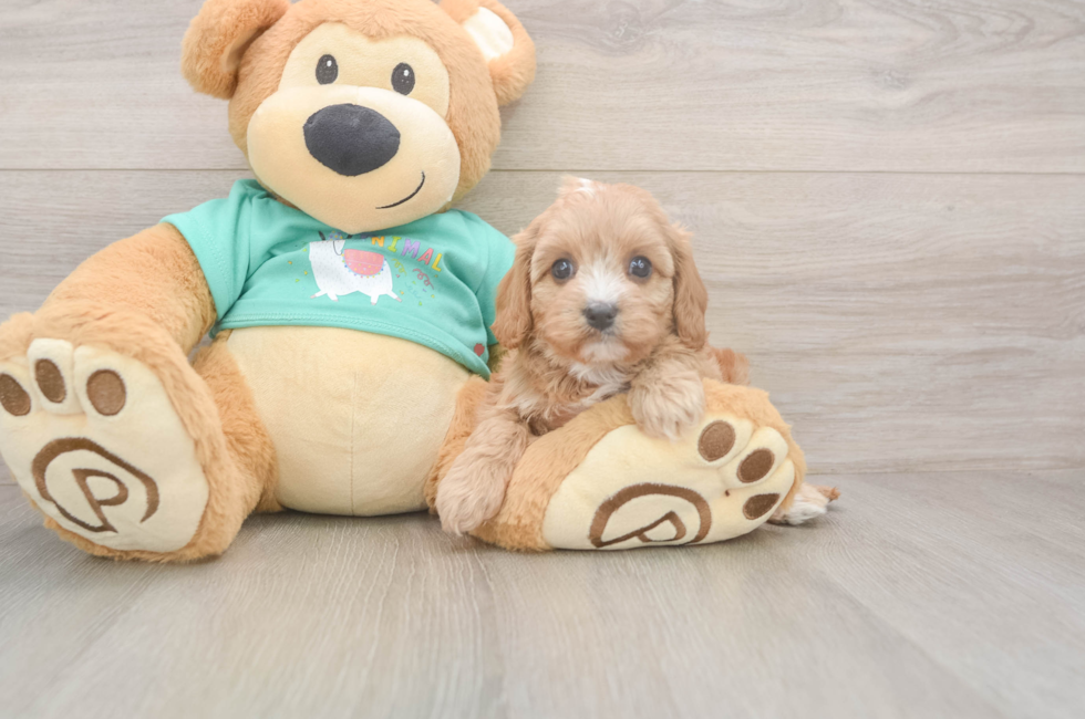 5 week old Cavapoo Puppy For Sale - Premier Pups