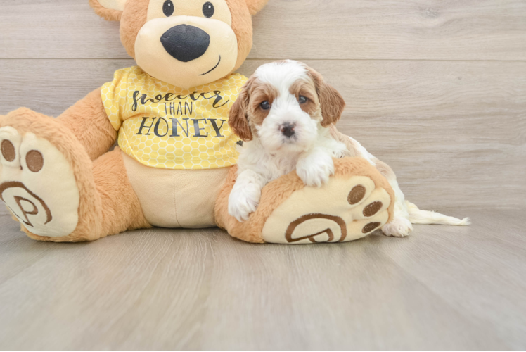Cavapoo Pup Being Cute