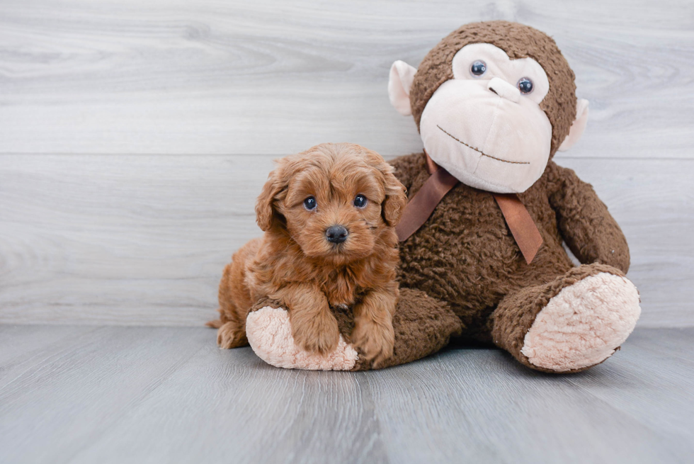 Playful Cavoodle Poodle Mix Puppy