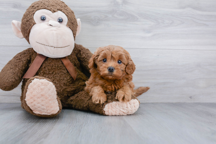 Adorable Cavoodle Poodle Mix Puppy