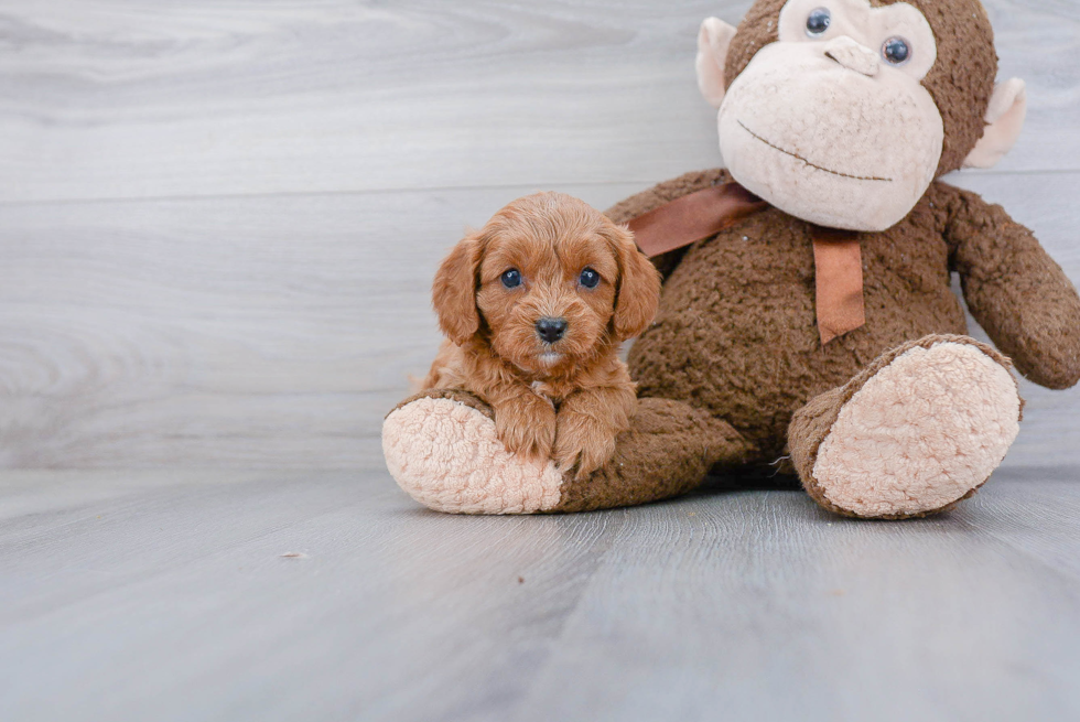 Best Cavapoo Baby