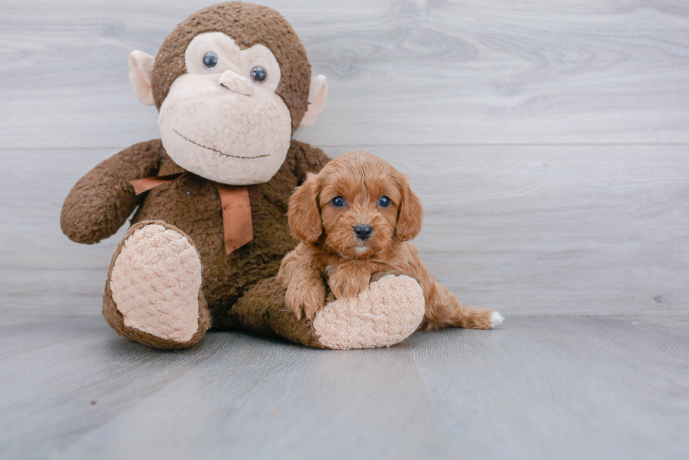 Small Cavapoo Baby