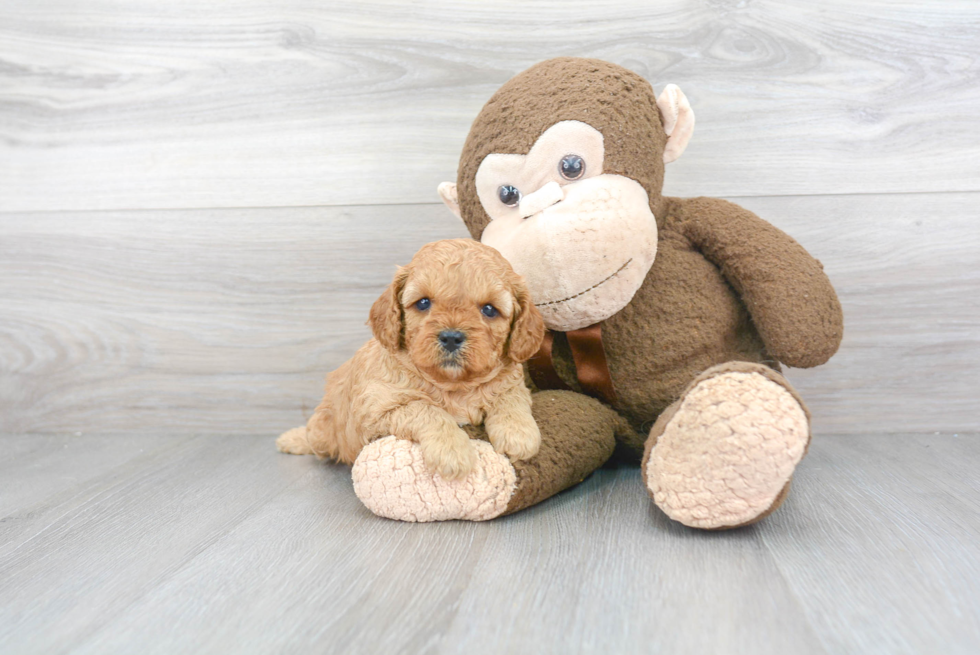 Playful Cavoodle Poodle Mix Puppy