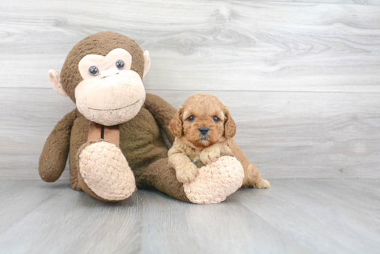 Cavapoo Pup Being Cute