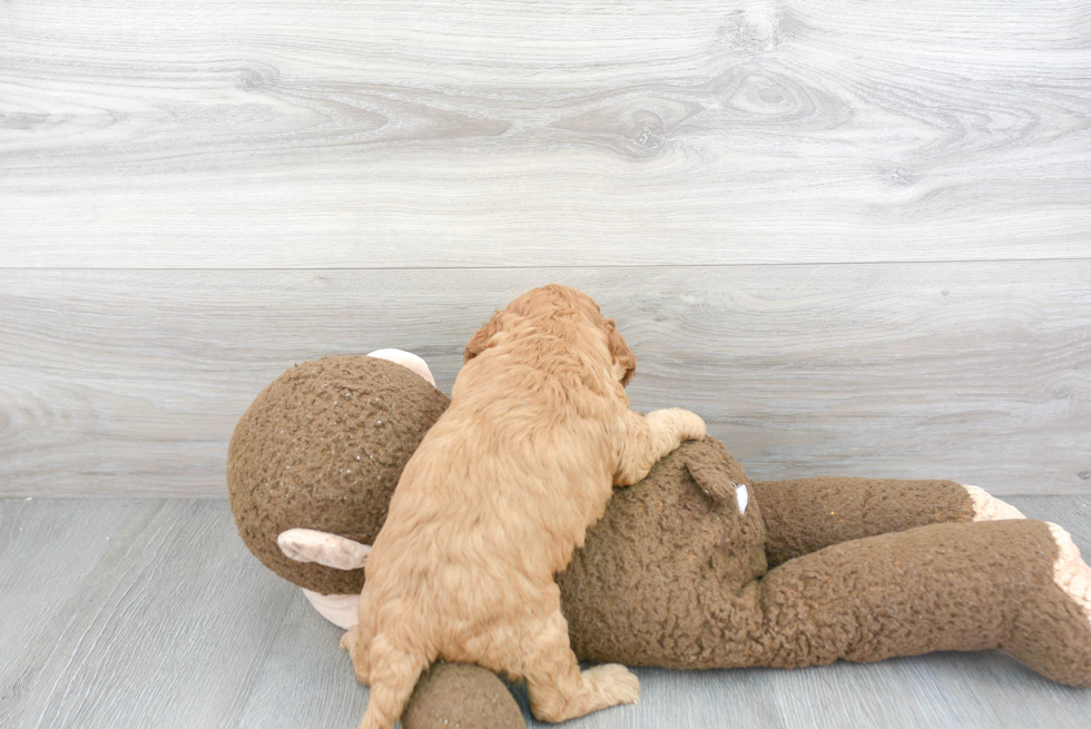 Cavapoo Pup Being Cute