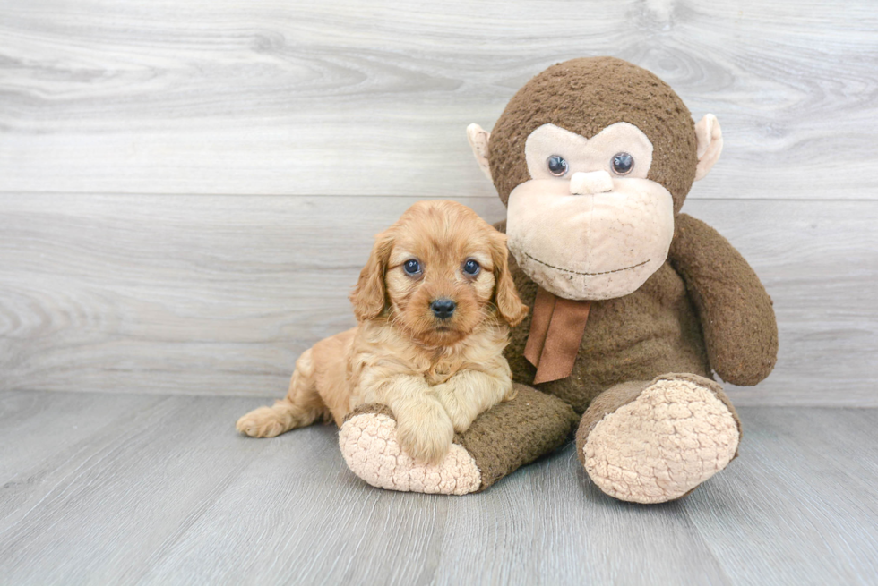 Happy Cavapoo Baby