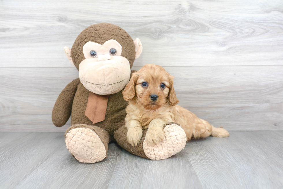 Best Cavapoo Baby