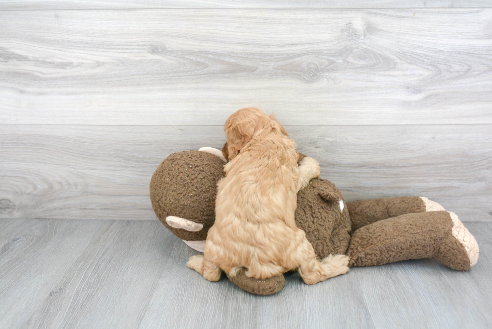 Playful Cavoodle Poodle Mix Puppy