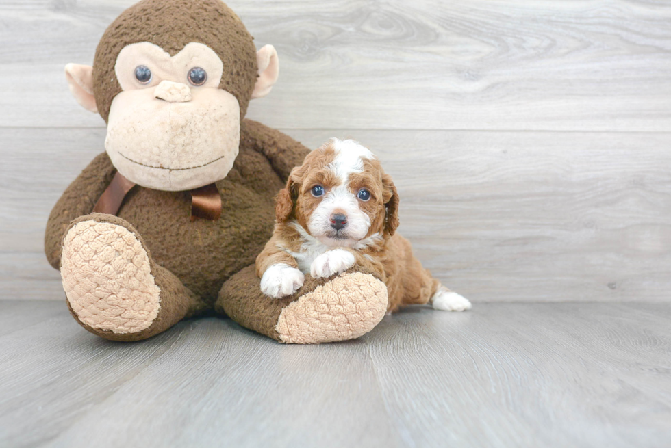 Playful Cavoodle Poodle Mix Puppy