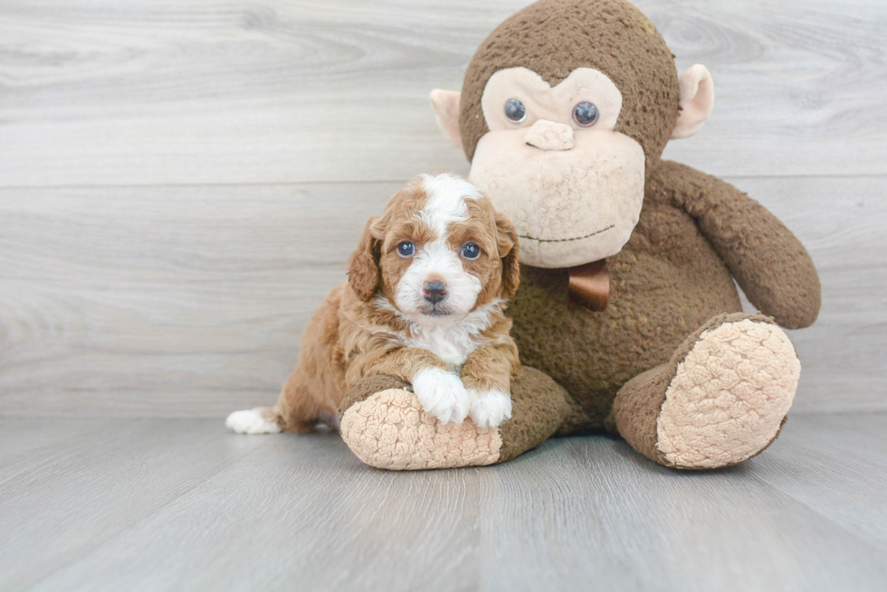 Playful Cavoodle Poodle Mix Puppy