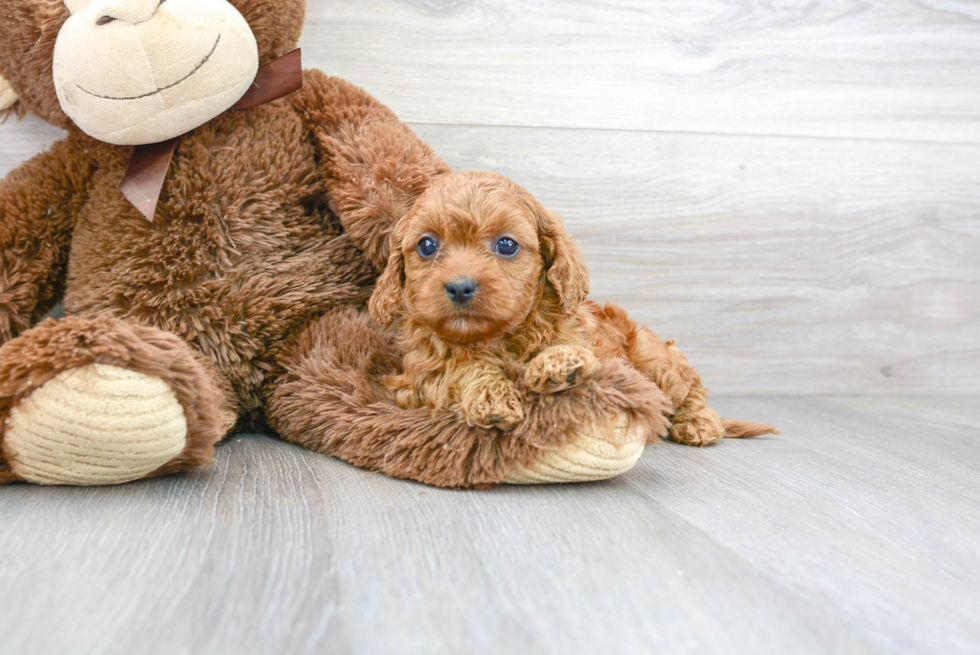 Best Cavapoo Baby