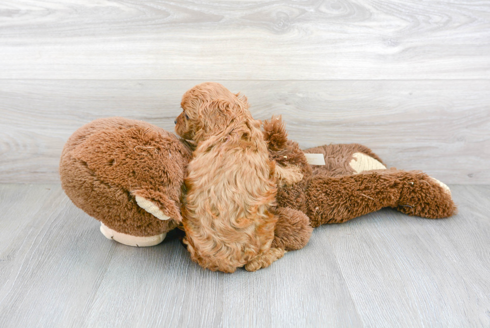 Fluffy Cavapoo Poodle Mix Pup