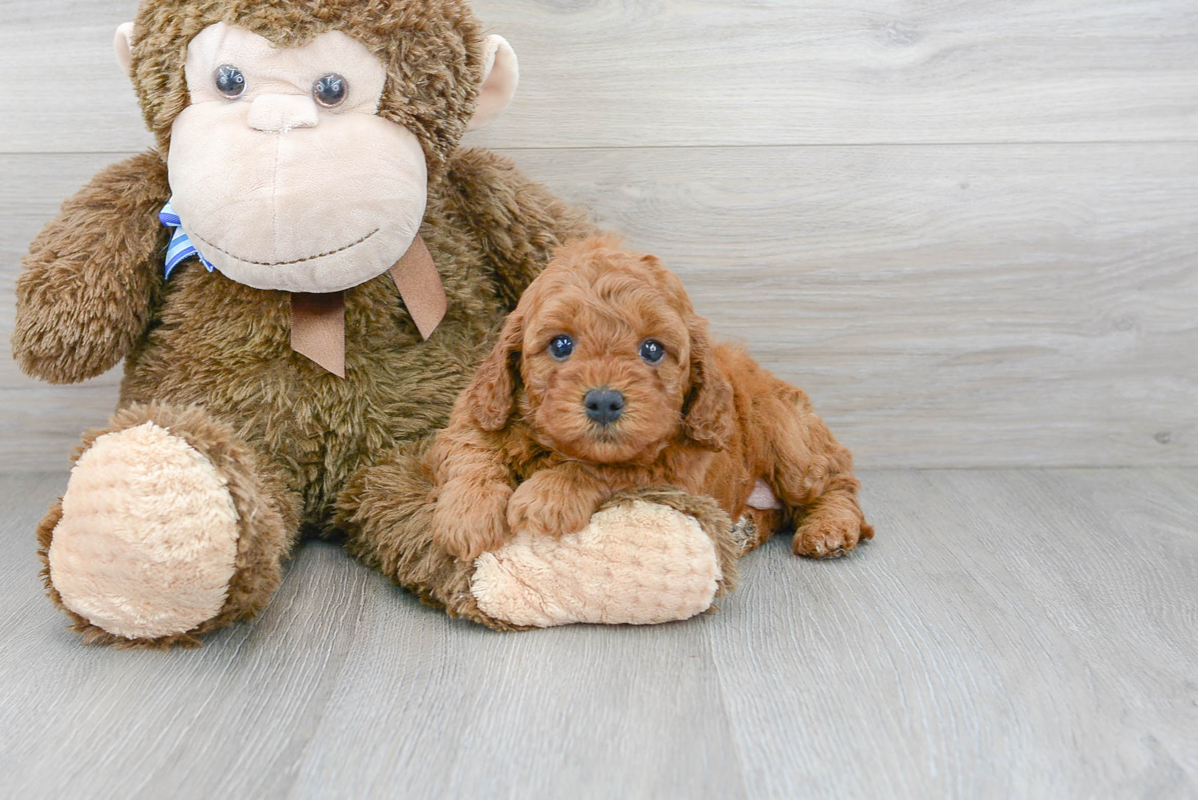 Sweet Cavapoo Baby
