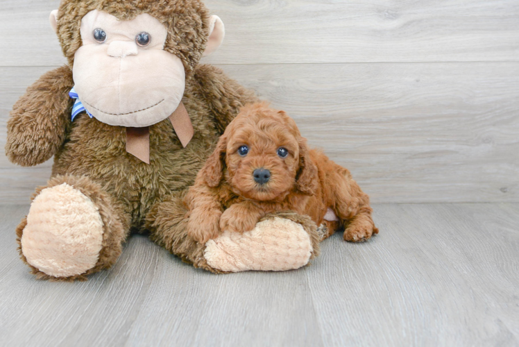 Sweet Cavapoo Baby