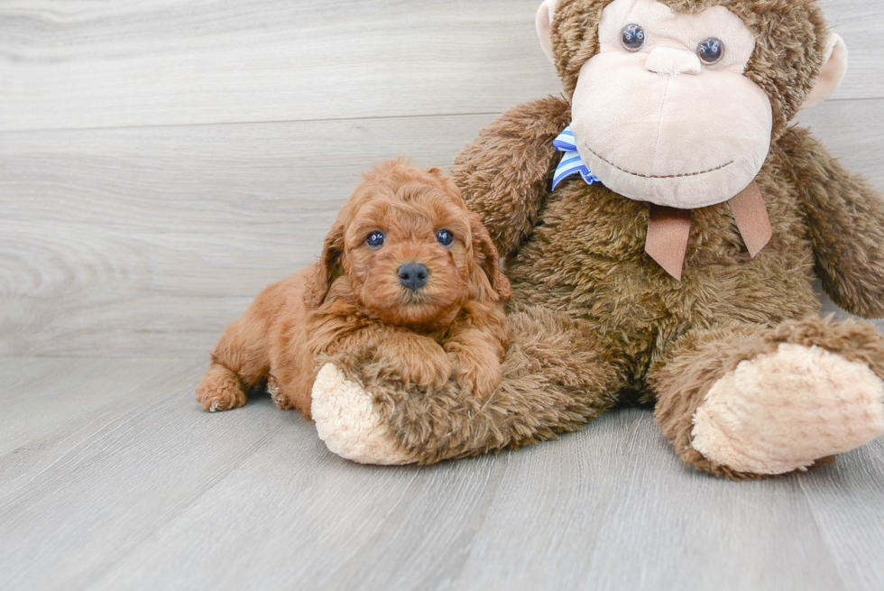 Fluffy Cavapoo Poodle Mix Pup