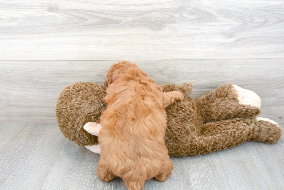 Happy Cavapoo Baby