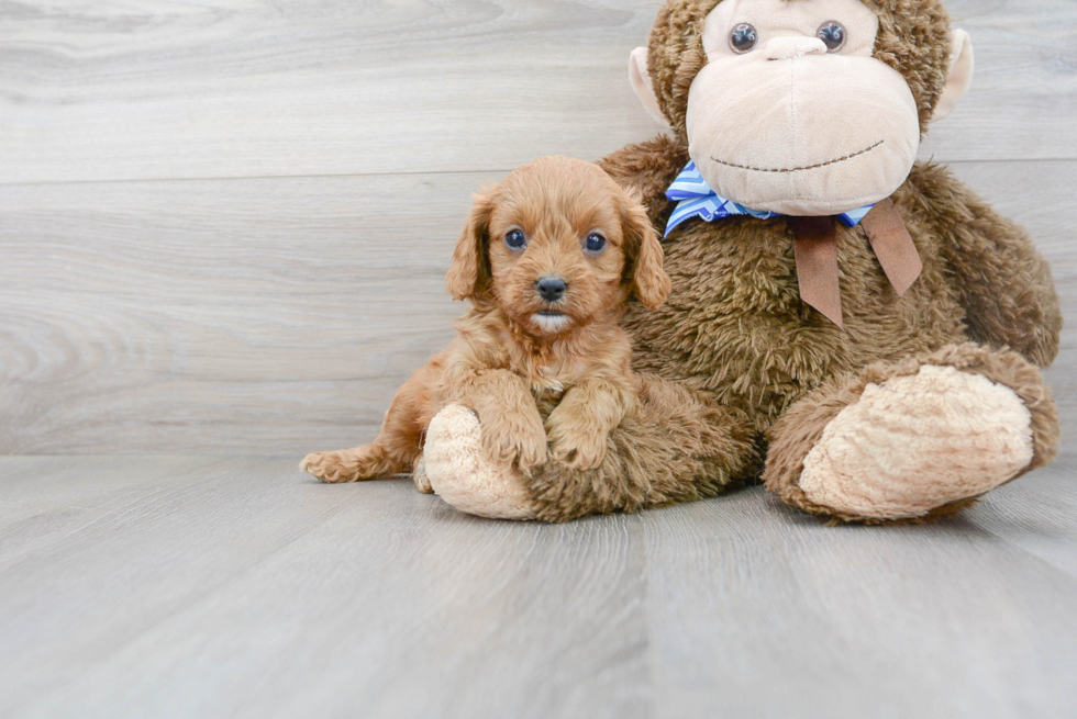 Happy Cavapoo Baby