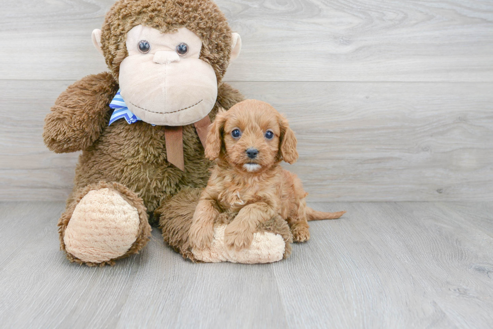 Funny Cavapoo Poodle Mix Pup