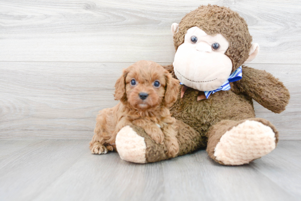 Best Cavapoo Baby