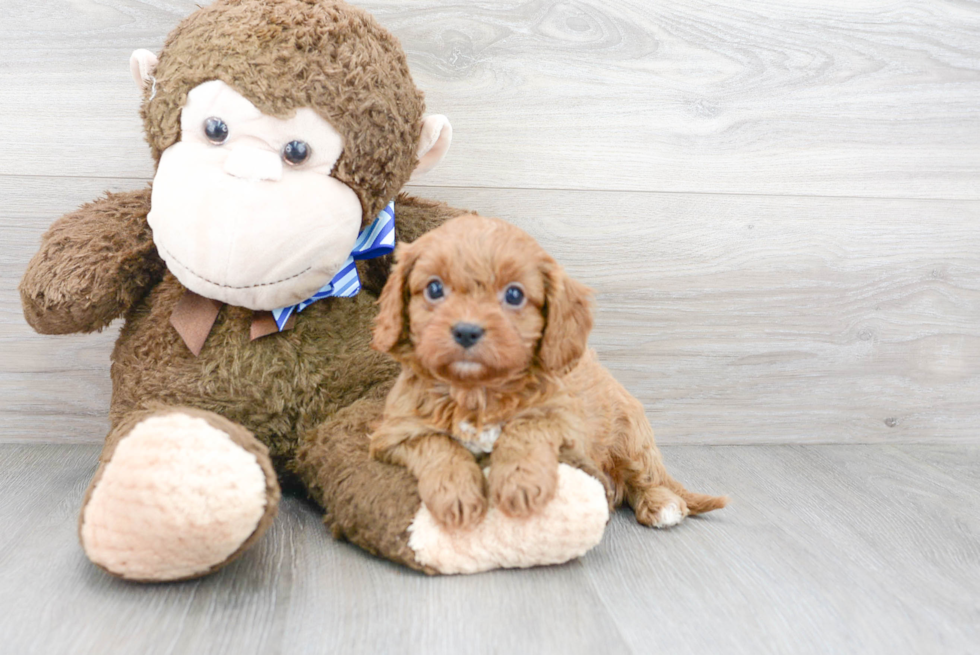 Happy Cavapoo Baby