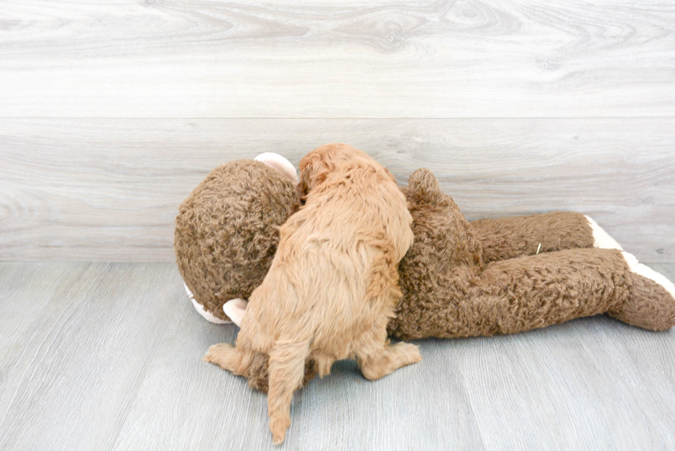 Cavapoo Pup Being Cute