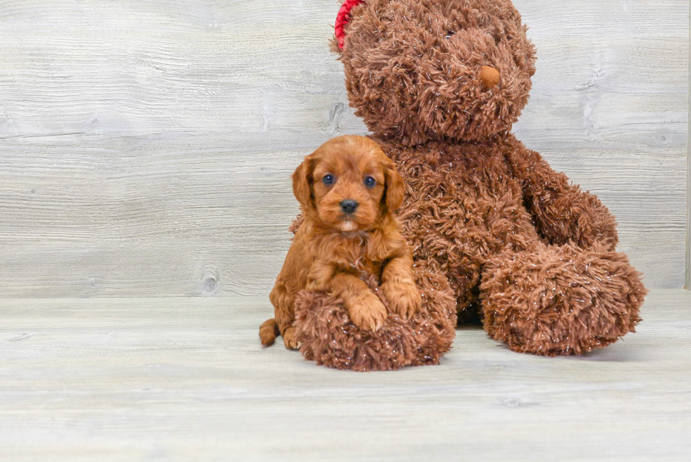 Hypoallergenic Cavoodle Poodle Mix Puppy