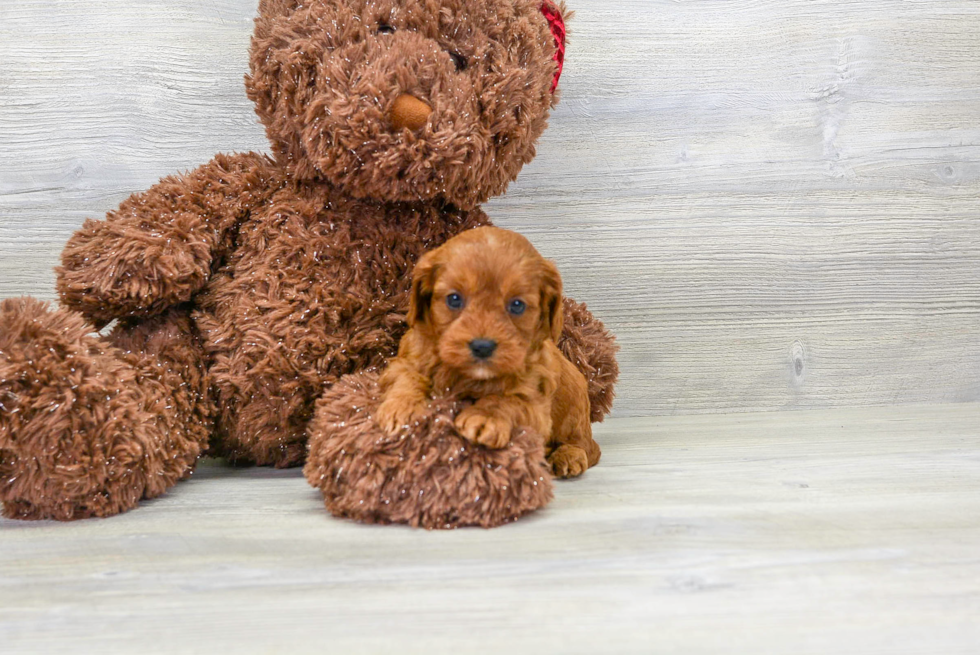 Friendly Cavapoo Baby