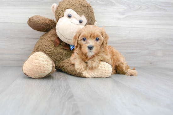 Happy Cavapoo Baby