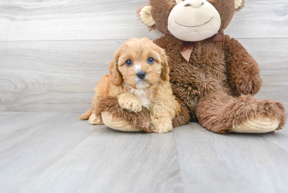 Cute Cavapoo Baby