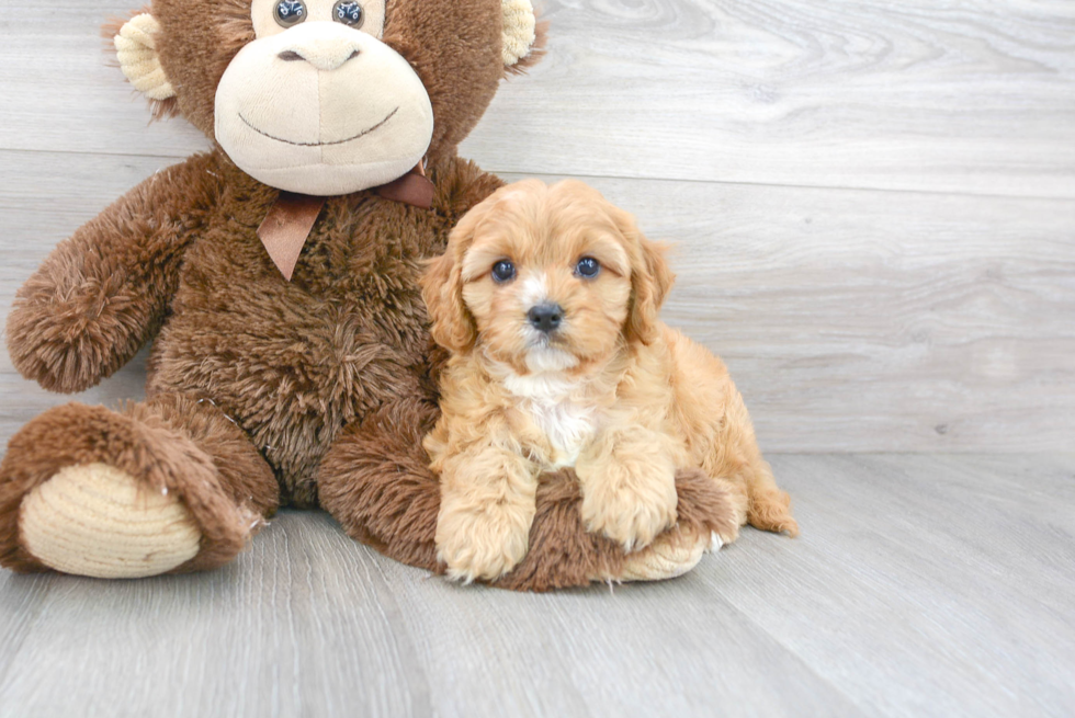 Cute Cavoodle Poodle Mix Puppy
