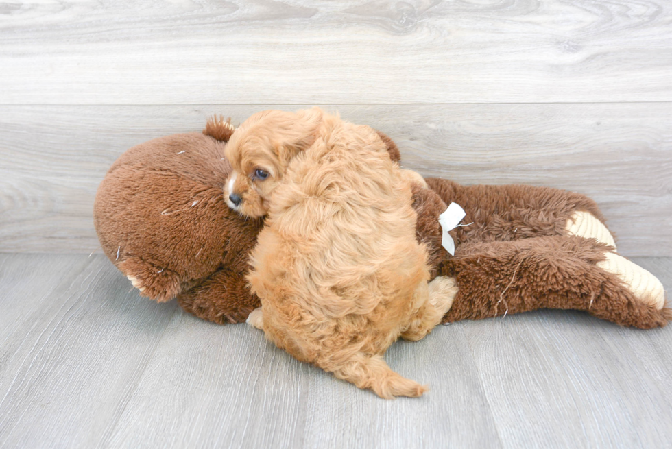 Cute Cavoodle Poodle Mix Puppy