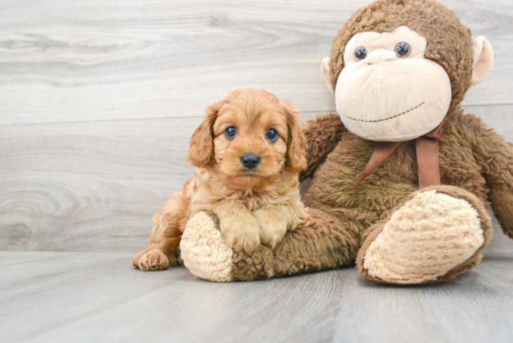 Cavapoo Pup Being Cute