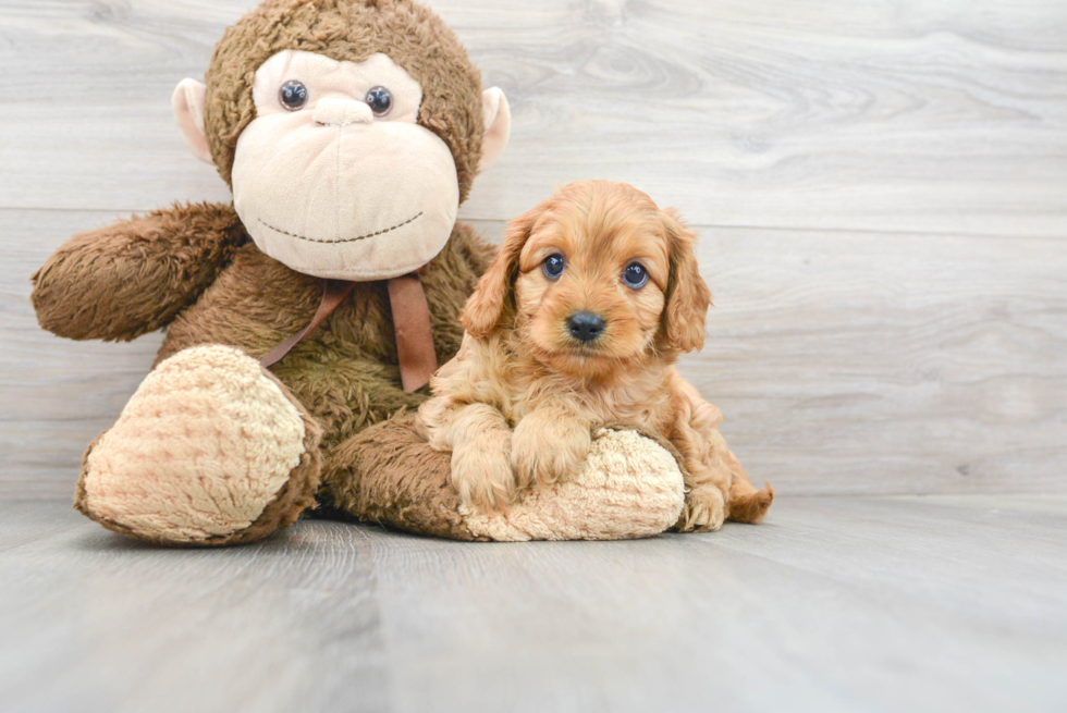 Cavapoo Pup Being Cute