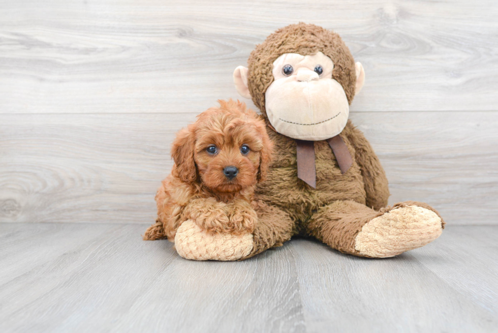 Cavapoo Pup Being Cute