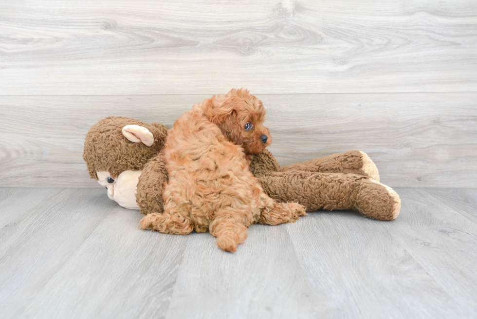 Playful Cavoodle Poodle Mix Puppy