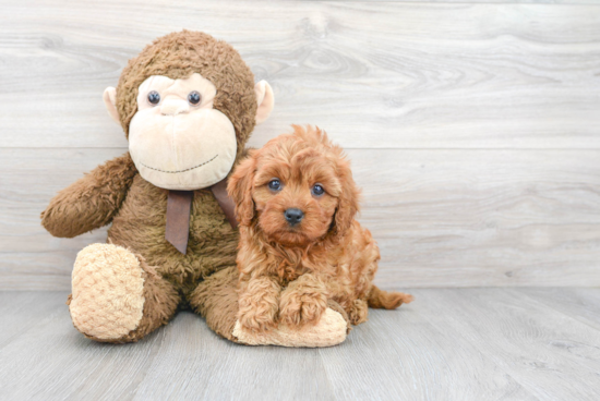 Smart Cavapoo Poodle Mix Pup