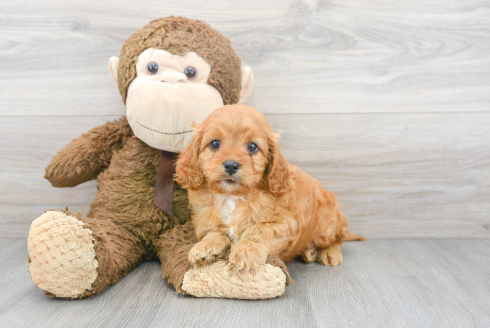 Cavapoo Puppy for Adoption