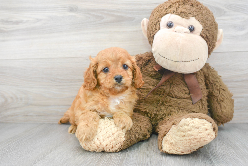 Energetic Cavoodle Poodle Mix Puppy