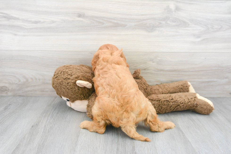 Little Cavoodle Poodle Mix Puppy